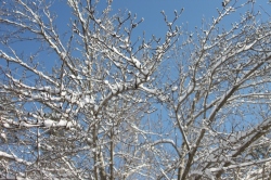 Blue sky, snow covered tree